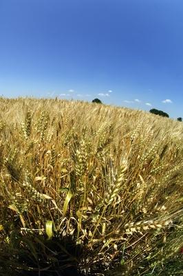 Búzatábla Fertőszéplak határában-stock-foto