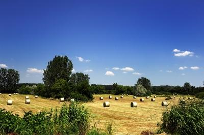 Láprét Fertőrákoson-stock-foto