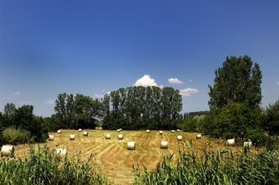 Láprét Fertőrákoson-stock-foto