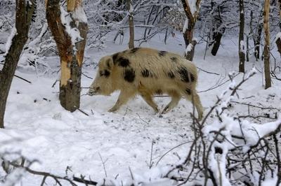 Somoskői Vadaspark-stock-foto