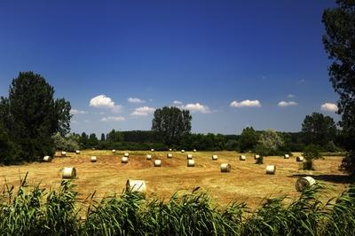 Láprét Fertőrákoson-stock-foto