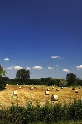 Láprét Fertőrákoson-stock-foto