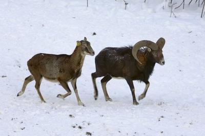 Somoskői Vadaspark-stock-foto