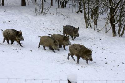 Somoskői Vadaspark-stock-foto