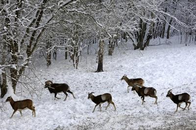 Somoskői Vadaspark-stock-foto