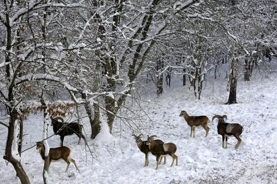 Somoskői Vadaspark-stock-foto