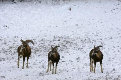 Somoskői Vadaspark-stock-foto