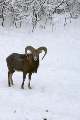 Somoskői Vadaspark-stock-foto