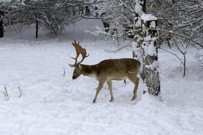 Somoskői Vadaspark-stock-foto