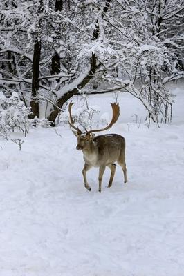 Somoskői Vadaspark-stock-foto