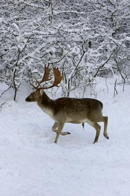 Somoskői Vadaspark-stock-foto