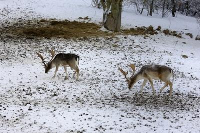 Somoskői Vadaspark-stock-foto