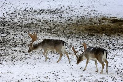 Somoskői Vadaspark-stock-foto