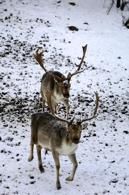 Somoskői Vadaspark-stock-foto