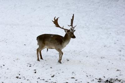 Somoskői Vadaspark-stock-foto
