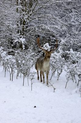 Somoskői Vadaspark-stock-foto