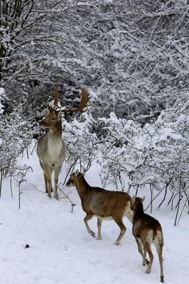 Somoskői Vadaspark-stock-foto