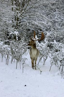 Somoskői Vadaspark-stock-foto