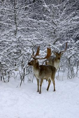 Somoskői Vadaspark-stock-foto