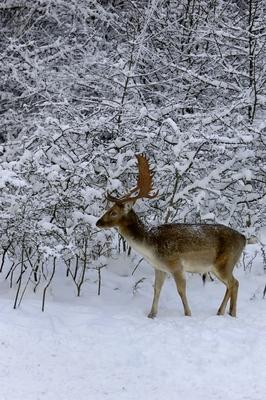Somoskői Vadaspark-stock-foto