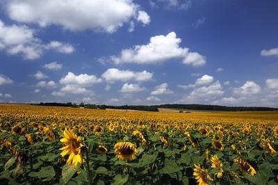 Somogyi táj virágzó napraforgó mezővel.-stock-foto