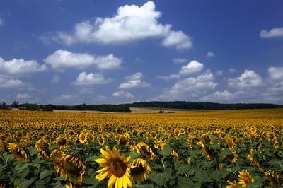 Somogyi táj virágzó napraforgó mezővel.-stock-foto
