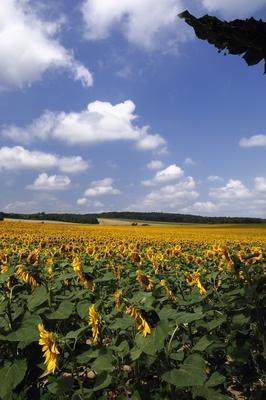 Somogyi táj virágzó napraforgó mezővel.-stock-foto