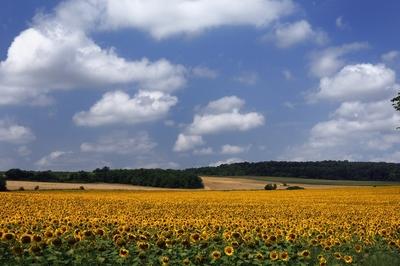 Somogyi táj virágzó napraforgó mezővel.-stock-foto