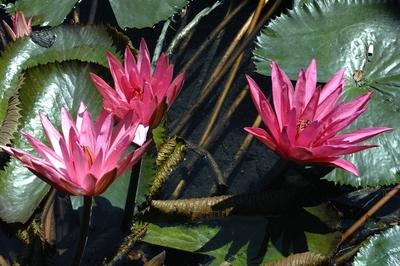 Virágzik a tündérrózsa a Hévízi-tóban-stock-foto