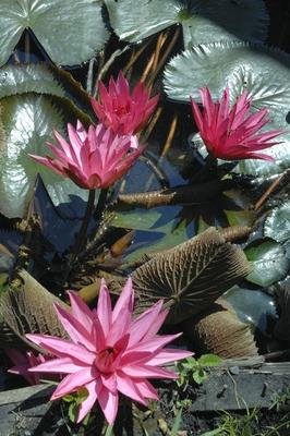 Virágzik a tündérrózsa a Hévízi-tóban-stock-foto