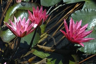 Virágzik a tündérrózsa a Hévízi-tóban-stock-foto