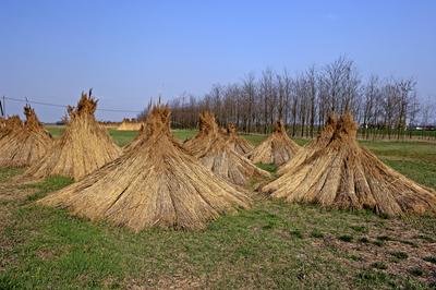 Homokbuckák Fülöpháza határában-stock-foto
