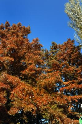 Szarvas, fák a Holt-Körös partján-stock-foto