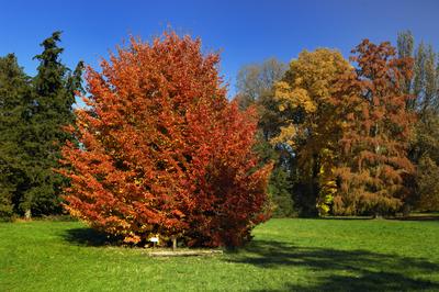 Őszi színekben pompázik a Szarvasi Arborétum-stock-foto