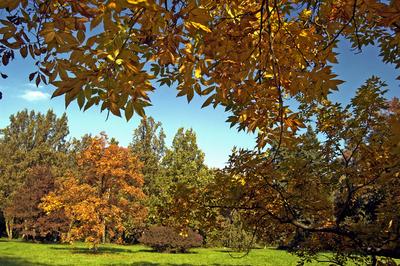 Őszi színekben pompázik a Szarvasi Arborétum-stock-foto