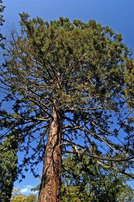 A Szarvasi Arborétum (Pepi-kert)-stock-foto