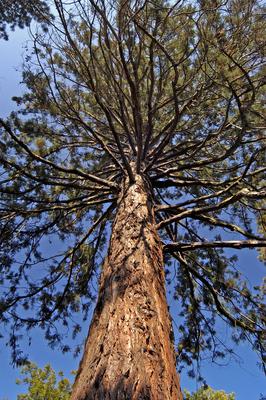 A Szarvasi Arborétum (Pepi-kert)-stock-foto