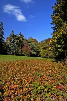 Őszi színekben pompázik a Szarvasi Arborétum-stock-foto