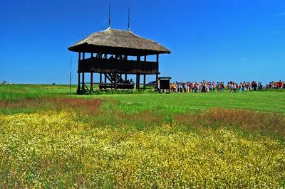 Madárles a Kardoskút-Pusztaközpontban-stock-foto