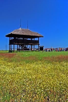 Madárles a Kardoskút-Pusztaközpontban-stock-foto