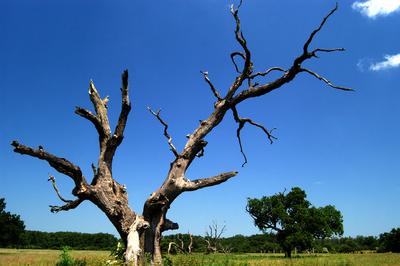 Bélmegyer, Fáspuszta-stock-foto