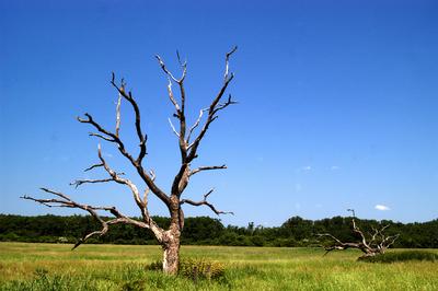 Bélmegyer, Fáspuszta-stock-foto
