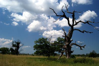 Bélmegyer, Fáspuszta-stock-foto