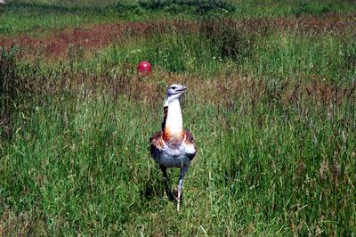 Dévaványa, Túzokrezervátum-stock-foto
