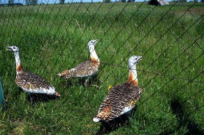 Dévaványa, Túzokrezervátum-stock-foto