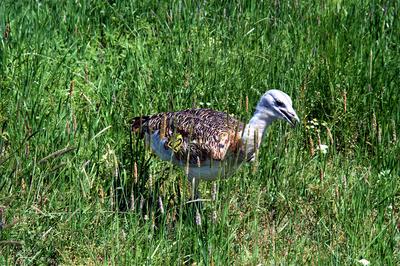 Dévaványa, Túzokrezervátum-stock-foto