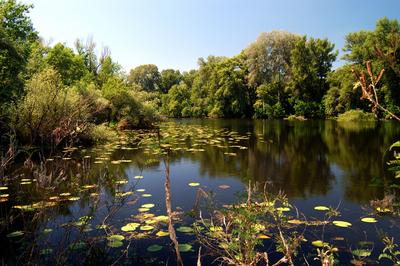 Lakitelek - Tősfürdő, Holt-Tisza-stock-foto