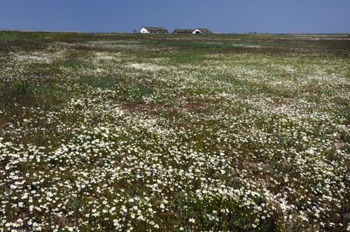 Virágzik a kamilla (orvosi székfű) a Hortobágyon.-stock-foto