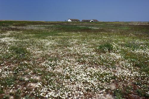 Virágzik a kamilla (orvosi székfű) a Hortobágyon.-stock-foto