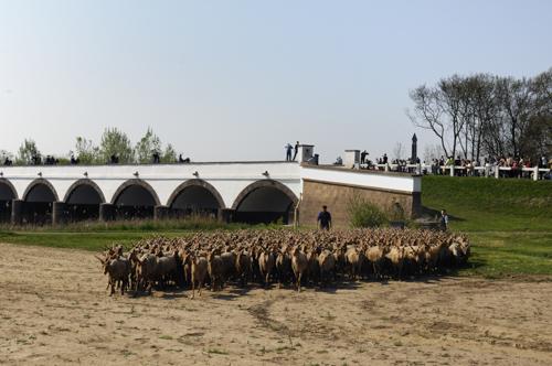 Hortobágy, magyar racka juhok a Kilenclyukú hídnál-stock-photo